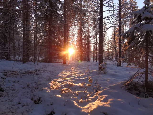 Sonne scheint durch einen verschneiten Wald